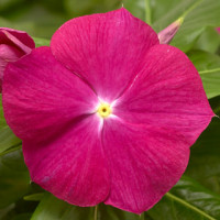 Катарантус рожевий Cora XDR Cranberry, 10 шт, Syngenta 