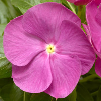 Катарантус рожевий Cora XDR Orchid, 10 шт, Syngenta 