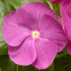 Катарантус рожевий Cora XDR Orchid, 10 шт, Syngenta