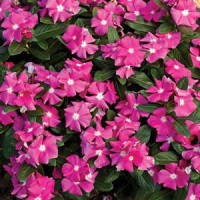 Катарантус розовый Cora® Pink