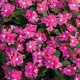 Катарантус розовый Cora® Pink