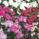 Катарантус рожевий Cora XDR Mix, 10 шт, Syngenta