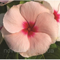 Катарантус роз Cora®Cascade Apricot