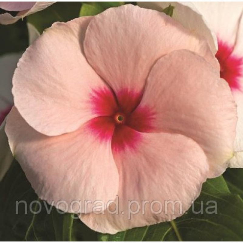 Катарантус роз Cora®Cascade Apricot