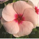Катарантус роз Cora®Cascade Apricot