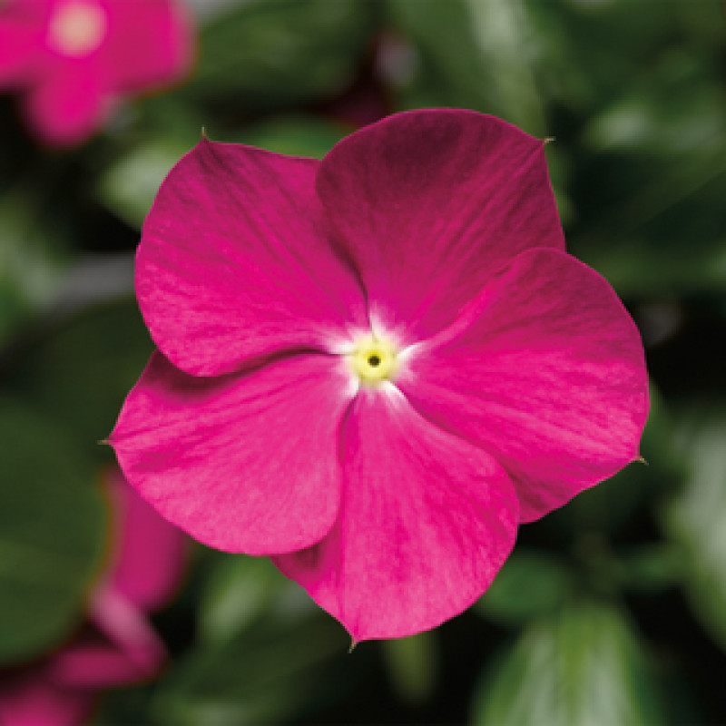 Катарантус роз Cora®Cascade™ Violet