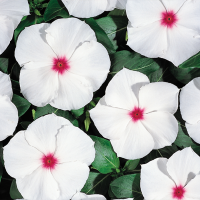 Катарантус Heatwave peppermint, 10 шт, Hem Genetics