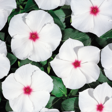 Катарантус Heatwave peppermint, 50 шт, Hem Genetics