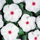 Катарантус Heatwave peppermint, 10 шт, Hem Genetics
