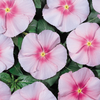 Катарантус Heatwave pink, 1000 шт, Hem Genetics