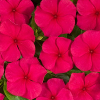 Катарантус Heatwave red, 250 шт, Hem Genetics