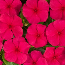Катарантус Heatwave red, 10 шт, Hem Genetics