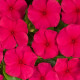 Катарантус Heatwave red, 50 шт, Hem Genetics