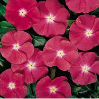 Катарантус Heatwave cherry, 1000 шт, Hem Genetics