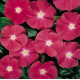 Катарантус Heatwave cherry, 1000 шт, Hem Genetics