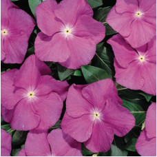 Катарантус Heatwave orchid, 10 шт, Hem Genetics