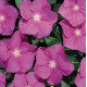 Катарантус Heatwave orchid, 1000 шт, Hem Genetics