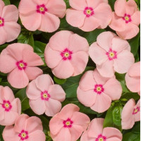 Катарантус Heatwave peach, 10 шт, Hem Genetics
