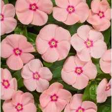 Катарантус Heatwave peach, 10 шт, Hem Genetics
