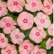 Катарантус Heatwave peach, 250 шт, Hem Genetics