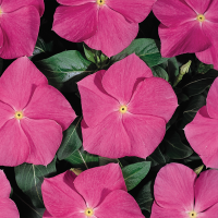 Катарантус  Heatwave deep rose, 1000 шт, Hem Genetics