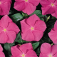 Катарантус  Heatwave deep rose, 50 шт, Hem Genetics