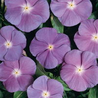 Катарантус Heatwave blue with eye, 10 шт, Hem Genetics