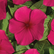 Катарантус Heatwave burgundy, 10 шт, Hem Genetics