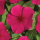 Катарантус Heatwave burgundy, 1000 шт, Hem Genetics