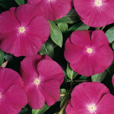 Катарантус Heatwave raspberry, 10 шт, Hem Genetics