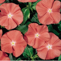 Катарантус Heatwave Santa Fe, 10 шт, Hem Genetics