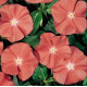 Катарантус Heatwave Santa Fe, 10 шт, Hem Genetics