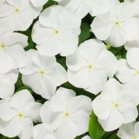 Катарантус Heatwave white, 10 шт, Hem Genetics