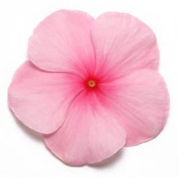 Катарантус  PACIFICA  XP BLUSH, 1000 шт, PanAmerican
