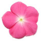 Катарантус PACIFICA  XP ROSE HALO, 25 шт, PanAmerican