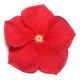 Катарантус PACIFICA XP REALLY RED, 25 шт, PanAmerican