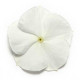 Катарантус PACIFICA  XP WHITE, 1000 шт, PanAmerican