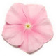Катарантус PACIFICA  XP ICY PINK
