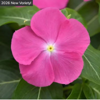 Катарантус PACIFICA – XP Pink, 1000 шт, PanAmerican