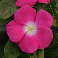 Катарантус TITAN® F1 ROSE HALO