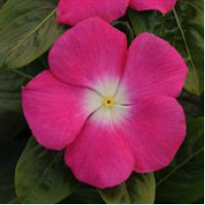 Катарантус TITAN® F1 ROSE HALO