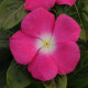 Катарантус TITAN® F1 ROSE HALO