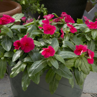 Катарантус рожевий Solar Avalanche F1 red (form. rose), 100 шт, Hem Genetics