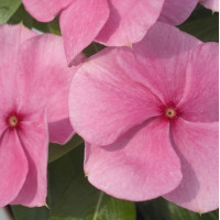 Катарантус рожевий Solar Avalanche F1 pink, 10 шт, Hem Genetics