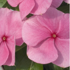 Катарантус рожевий Solar Avalanche F1 pink, 10 шт, Hem Genetics
