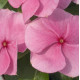 Катарантус рожевий Solar Avalanche F1 pink, 500 шт, Hem Genetics