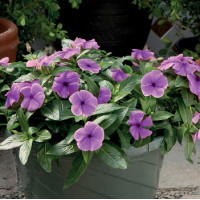 Катарантус рожевий Solar Avalanche F1 blueberry, 100 шт, Hem Genetics
