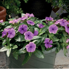 Катарантус рожевий Solar Avalanche F1 blueberry, 10 шт, Hem Genetics