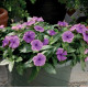 Катарантус рожевий Solar Avalanche F1 blueberry, 500 шт, Hem Genetics
