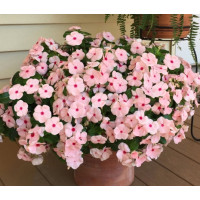 Катарантус рожевий Solar Avalanche F1 apricot, 500 шт, Hem Genetics